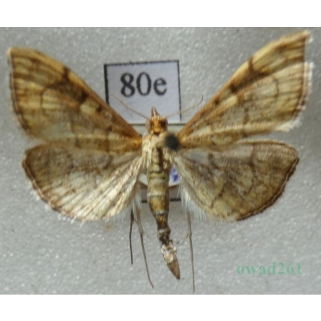 Anania verbascalis (Denis & Schiffermüller, 1775) Przezierka dziewannówka Slovakia80e